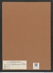 Navicula andersonii Cleve. (de-Toni-Nr.: Genus 1, Species 24) Zeichnungen Sammlung Grunow Mappe 00017 (Herbarium_W_Grunow_drawings_Folder_00017)